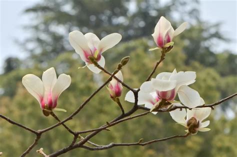 玉蘭花|玉兰（木兰科玉兰属植物）